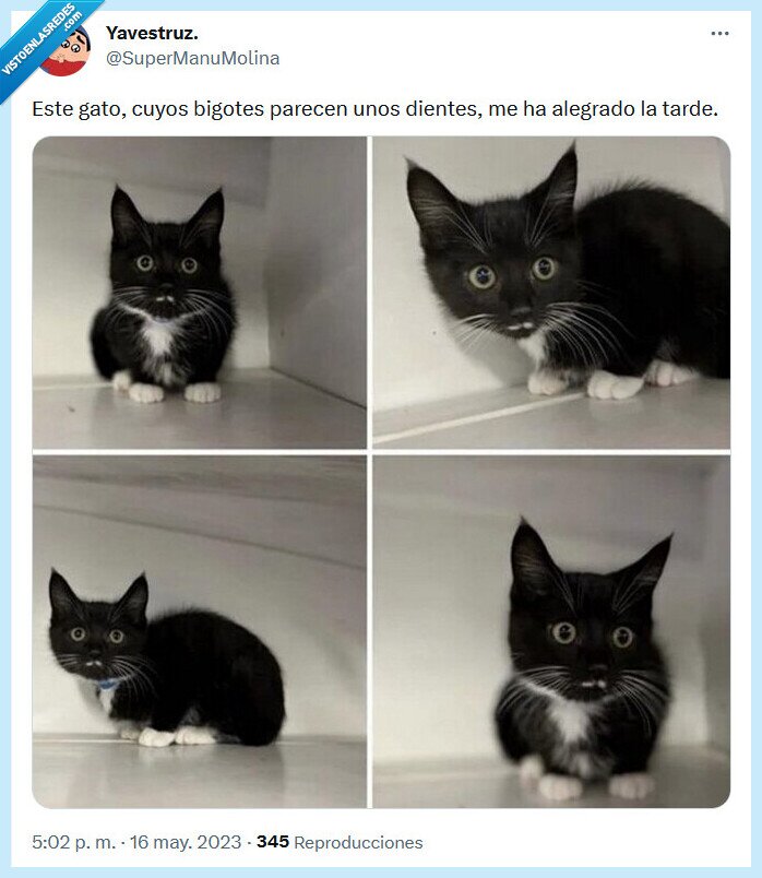 gato,bigotes,dientes,alegrar,tarde