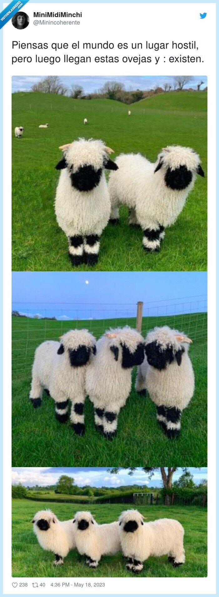 existen,random,cara negra,ovejas