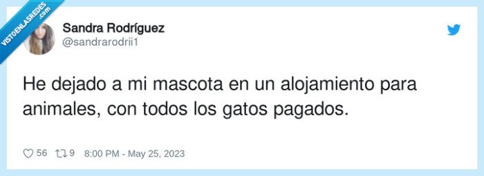 mascota,gatos,animales