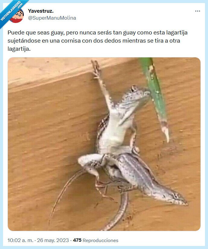 lagartija,guay