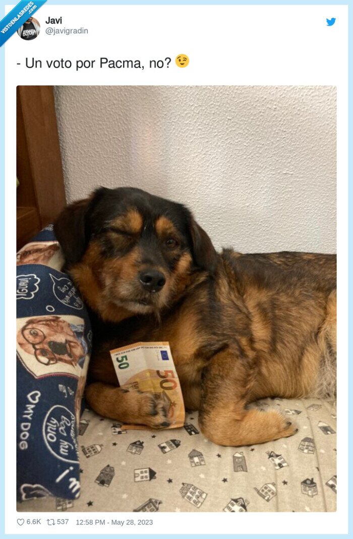 pacma,voto,perro,elecciones