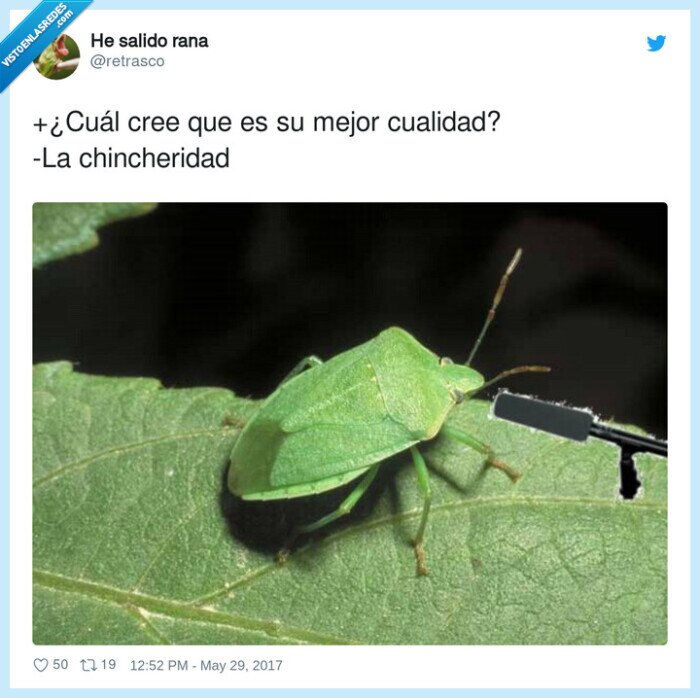 chincheridad,cualidad,chinche,mejor
