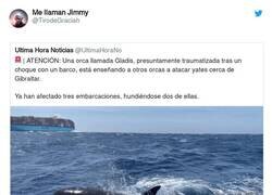Enlace a La orca Gladis ha sido adiestrada por Podemos, por @TirodeGraciah