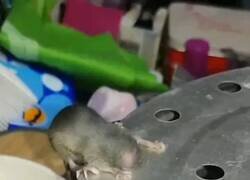 Enlace a Llamar a los anti-plagas, por @pu_ta_bi_da