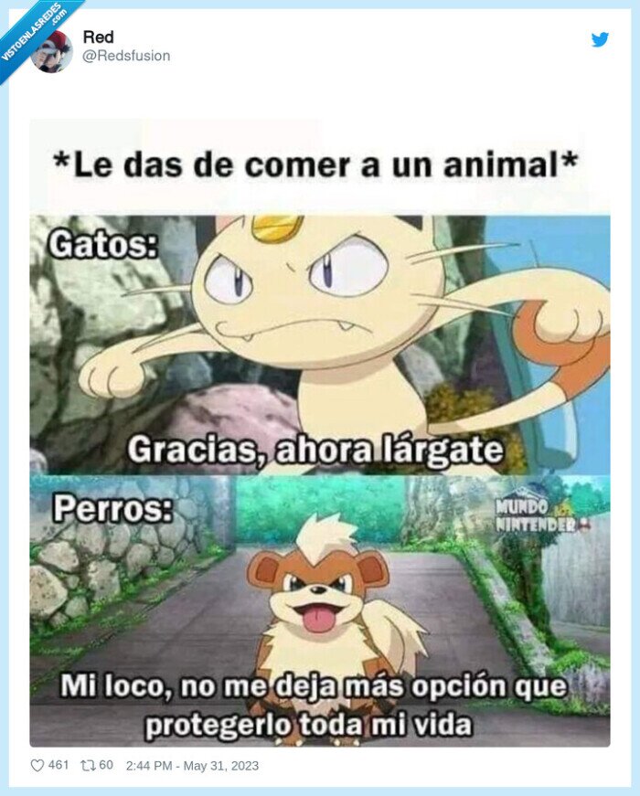 comida,gatos,perros
