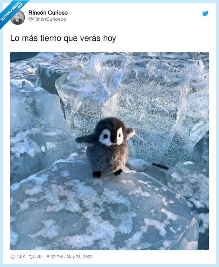tierno,cute,pinguino