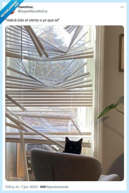 viento,gato,persiana