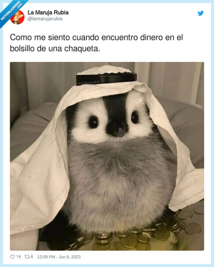 pinguino,turbante,jeque,dinero,chaqueta