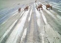 Enlace a Cabras desafiando todas las leyes de la física, de locos
