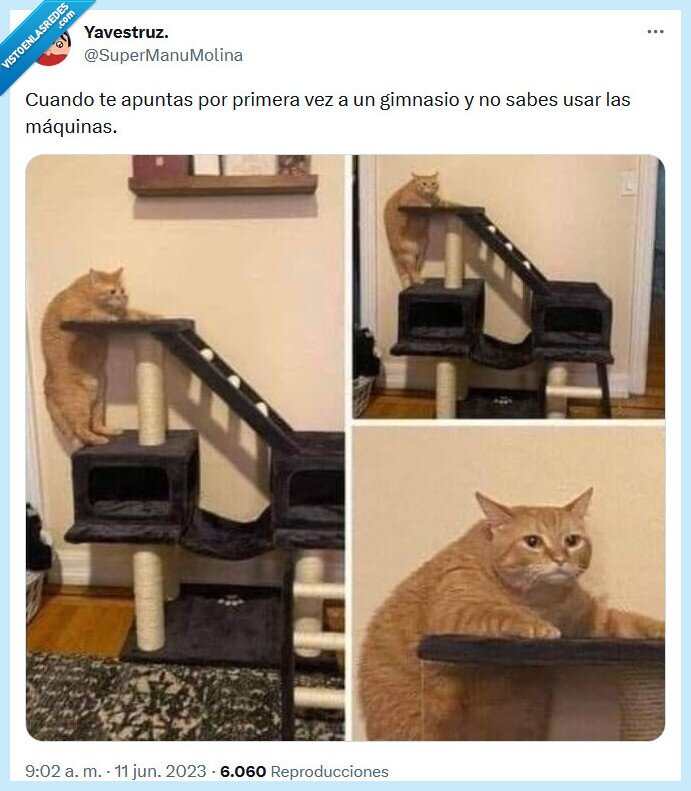 gimnasio,máquinas,usar,gato