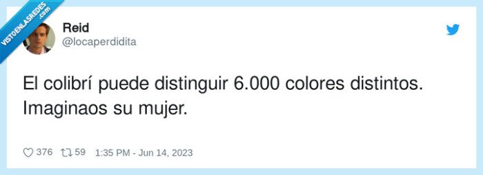 distinguir,distintos,colibrí,colores