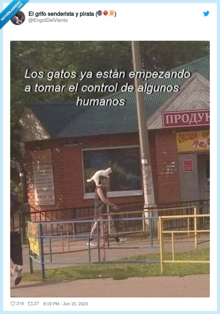 gato,cabeza