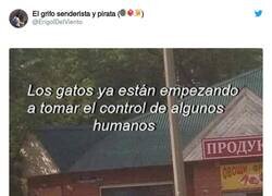 Enlace a The Last of Cat, por @ErigolDelViento