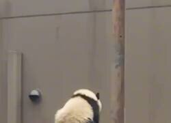 Enlace a Mi espíritu animal, por @annflxke