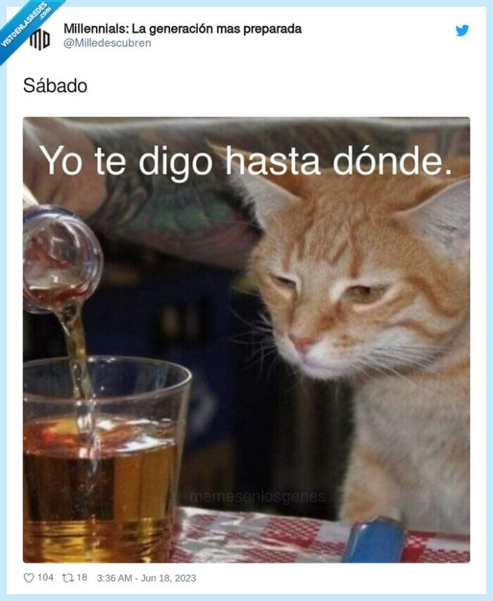 sábado,gato,copa,servir,alcohol