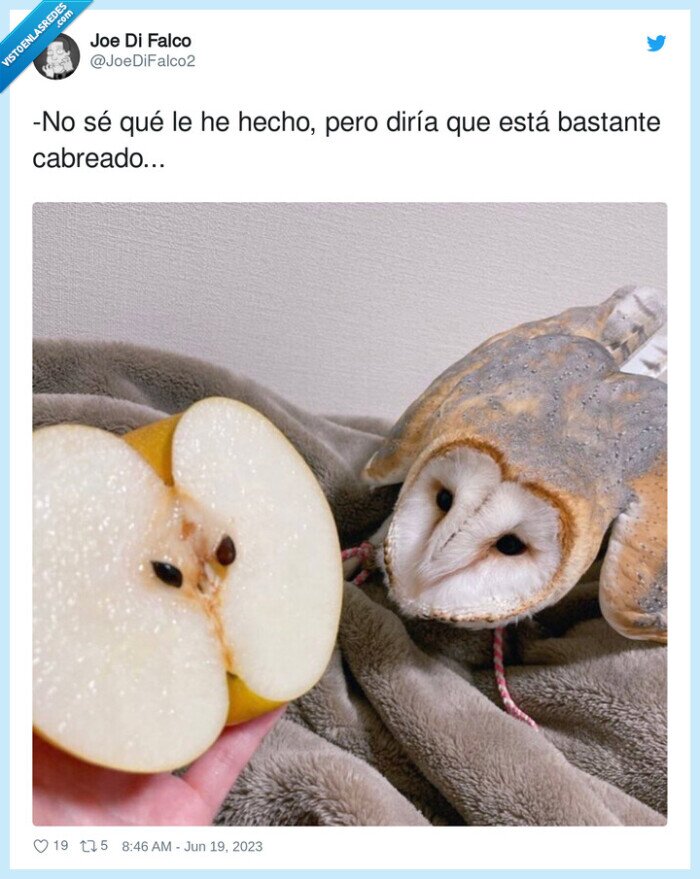 manzana,buho,clavado,igual