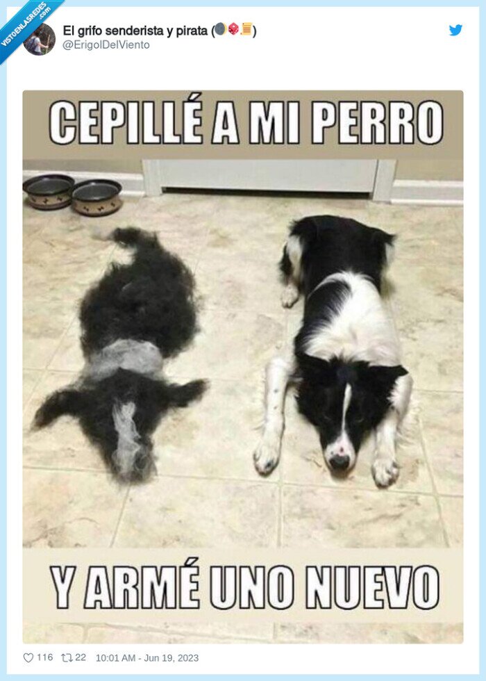 cepillar,perro,pelo