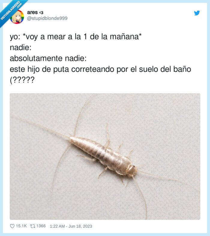 correteando,madrugada,bicho,suelo,baño