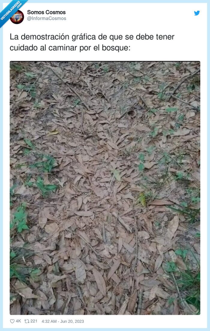 demostración,gráfica,cuidado,caminar,bosque,serpiente