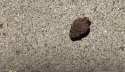 Enlace a Una serpiente partida se muerde su propio cuerpo