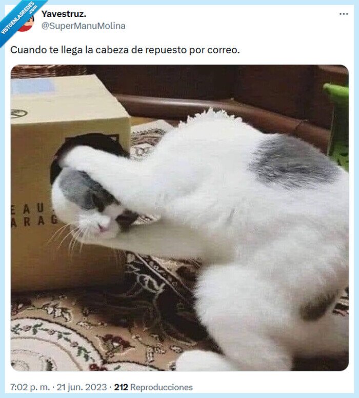 cabeza,correo,gato