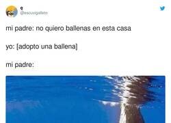 Enlace a Veo más factible conseguir la ballena que el gato, por @escuvigalleto