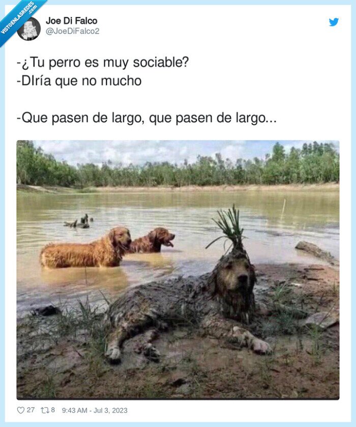 sociable,escondido,incognito,perro