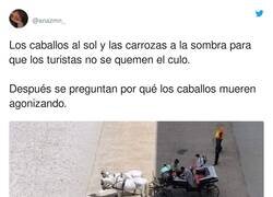 Enlace a Si de verdad existiera la reencarnación, algunos deberían volver a nacer como un caballo, toro o cualquier otro animal maltratado, por @anazmn_