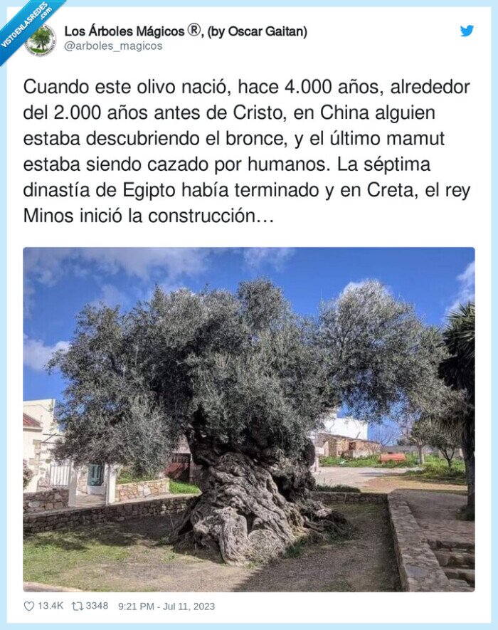 olivo,viejo,antiguo,historia