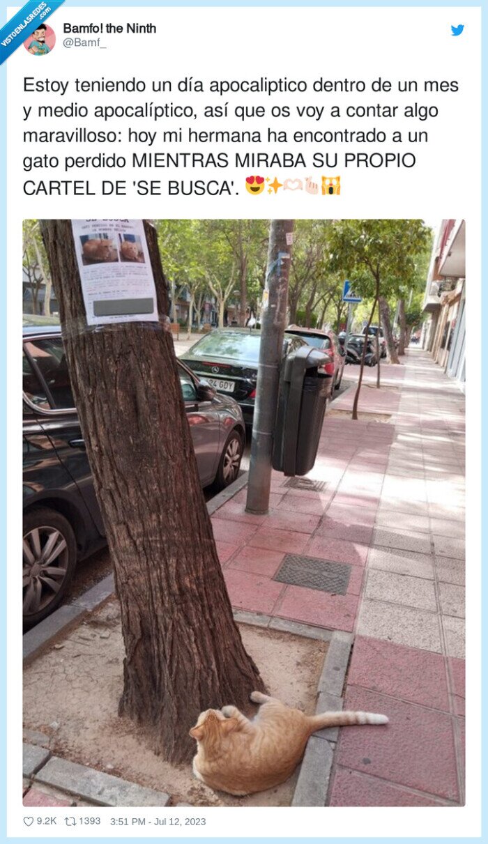 gato,cartel,se busca,mirando,árbol