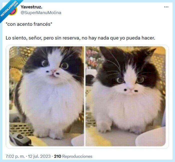 acento,francés,gato,bigote,reserva
