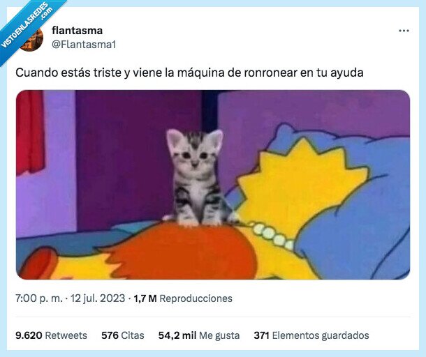 triste,gato,ronroneo