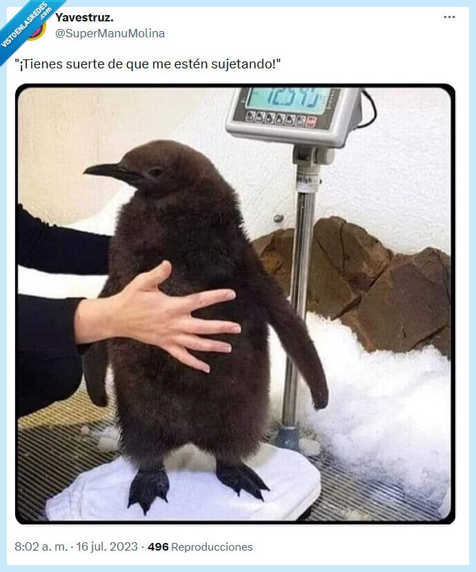 suerte,sujetar,pingüino