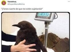 Enlace a Y no es un pingüino emperador por @supermanumolina