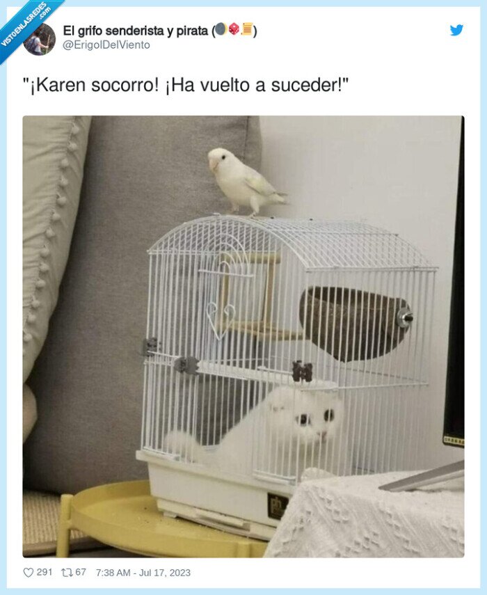 socorro,gato,cacatua,jaula,karen
