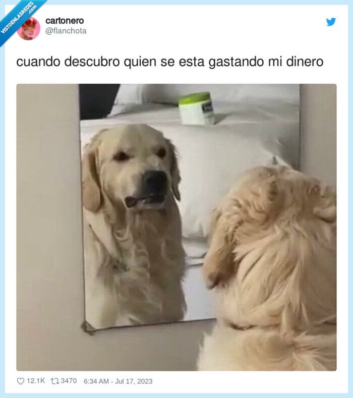 descubrir,gastar,dinero,perro