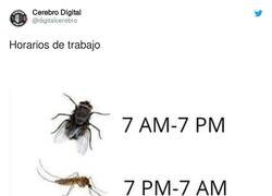 Enlace a Horarios de trabajo de moscas y mosquitos, por @digitalcerebro