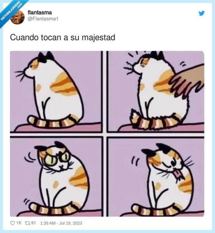 tocar,lamer,gato