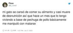 Enlace a Los gatos hacen lo que quieren con nosotros, por @p_rcos2
