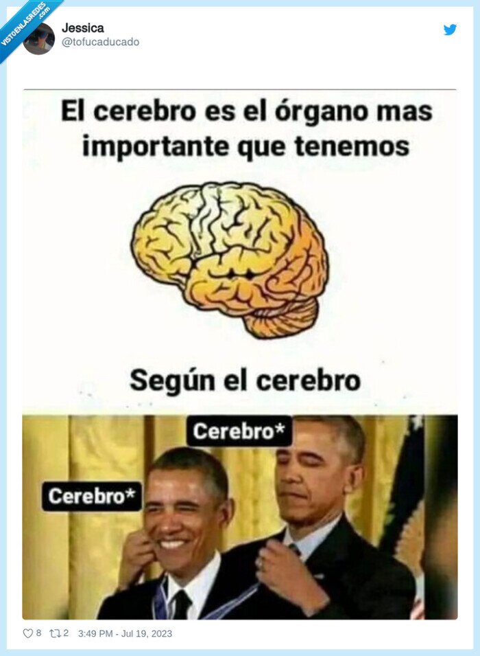 cerebro,organo,importante