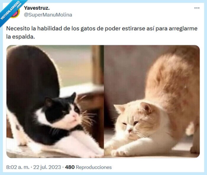 habilidad,gatos,estirar,espalda