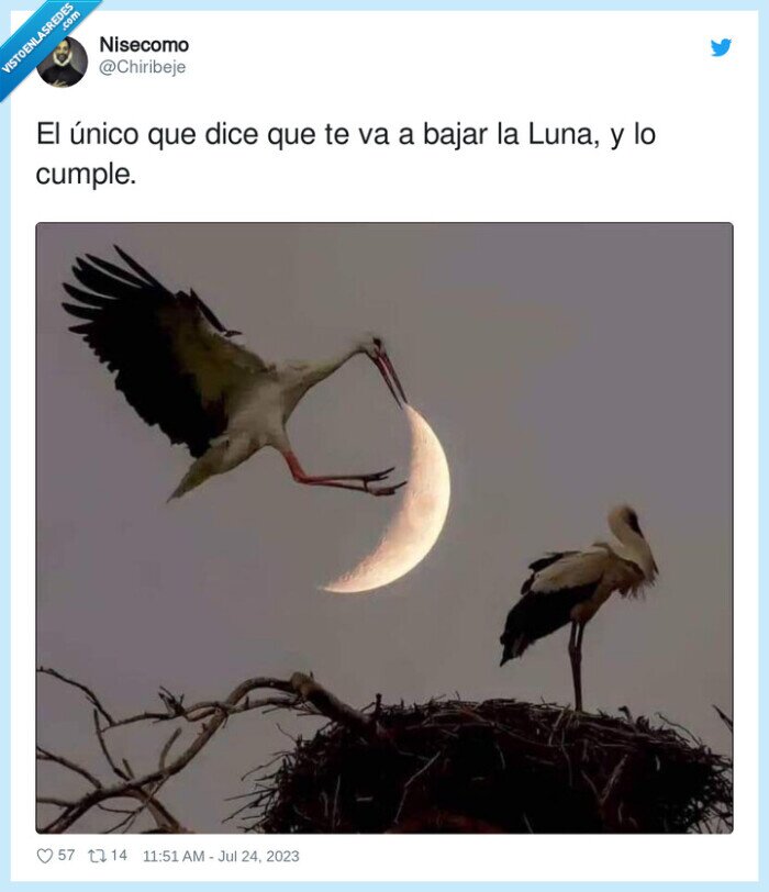 luna,pico,aves,cigueñas