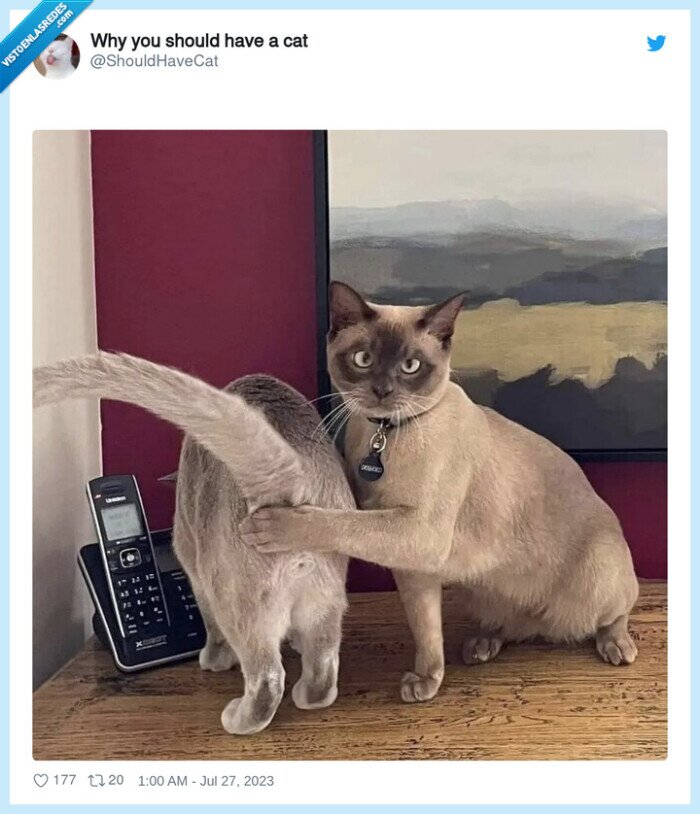 culo,gato,tapar