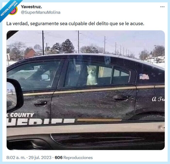 delito,coche,gato,culpable
