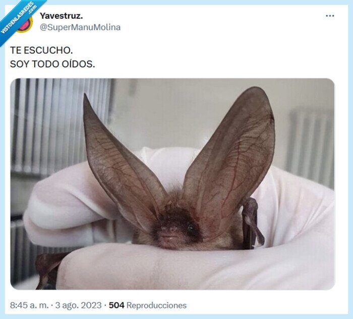 oídos,escuchar,murciélago,orejas