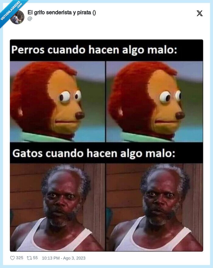 gatos,culpa,perros,mirar