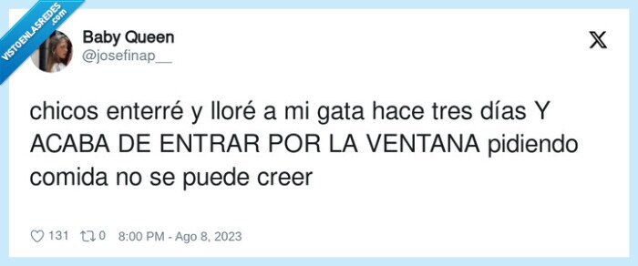 enterrar,pidiendo,ventana,gato,parecido