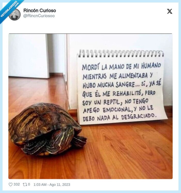 reptil,tortuga,apego emocional