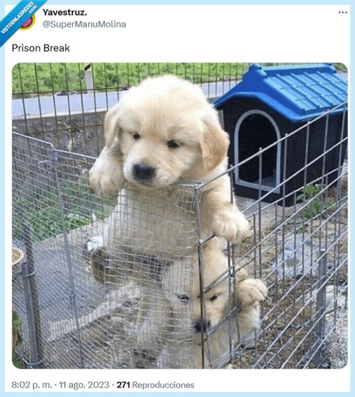 prison break,perretes