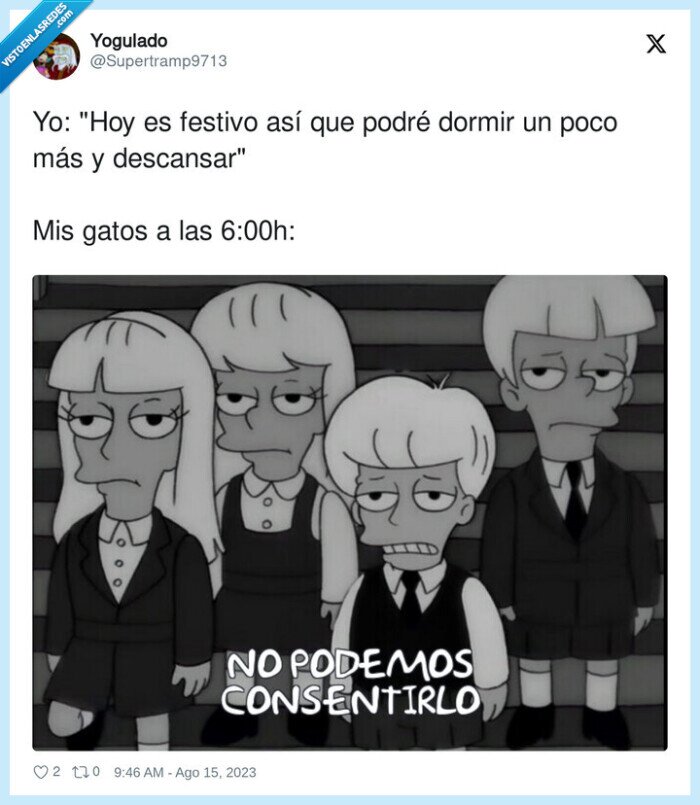descansar,festivo,dormir,gatos